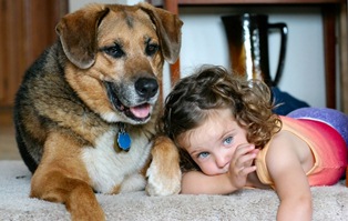 pet-damage-content-pic