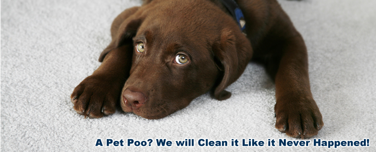 Pet Urine Damage Treatment