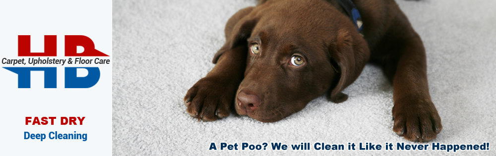 Pet Urine Damage Treatment